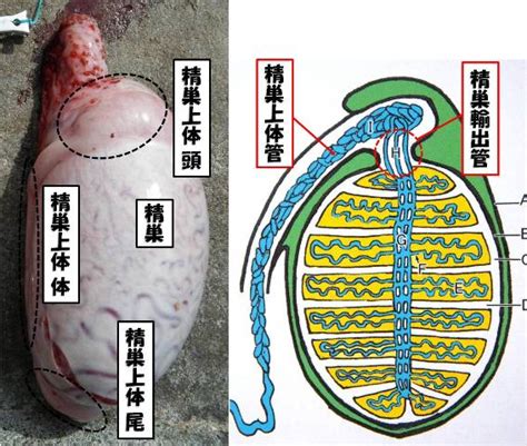 牛 ペニス|牛の解剖116：雄性生殖器（9） 